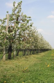 Dans le Loiret, le verger collection du Val de Baule