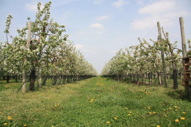 pomme du Val de Loire