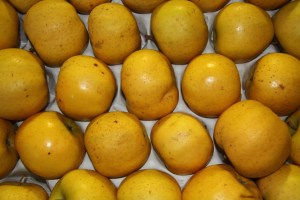 pommes Belchard du Val de Loire à Beaugency par le verger collection du val de Baule