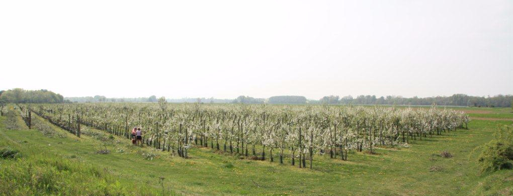 le verger collection des pommes du Val de Baule en Val de Loire