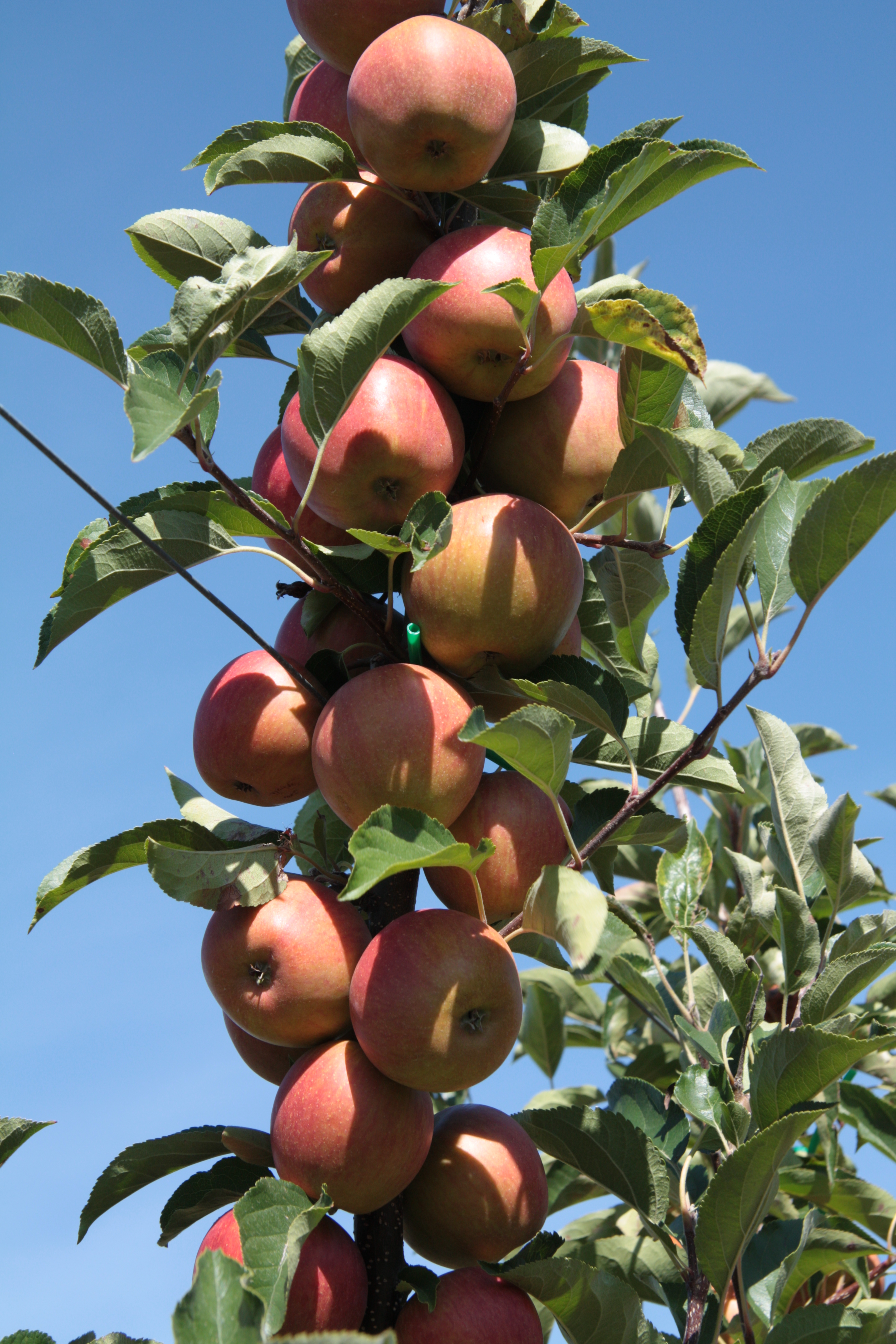 pommes val de Loire à Baule