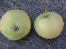 transparenteblanche2