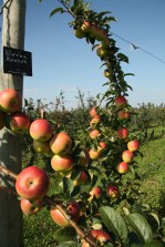 verger collection du Val de Loire : winter banana