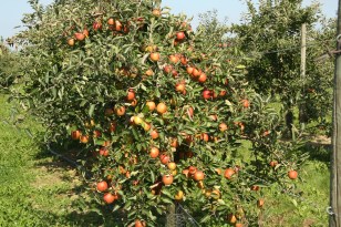 pommes du verger du Val de Baule en Val de Loire