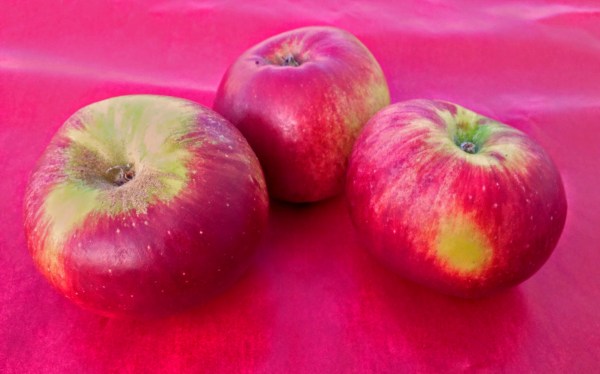 pommes châtaignier du Loiret du verger collection du val de Baule