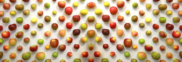 variétés diverses de pommes du verger du Val de Baule en Val de Loire, près de Beaugency et Meung sur Loire dans le Loiret