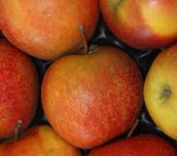 Les jardins d'Olivier &amp; La Réserve du Val - Pommes Cat 1_Braeburn