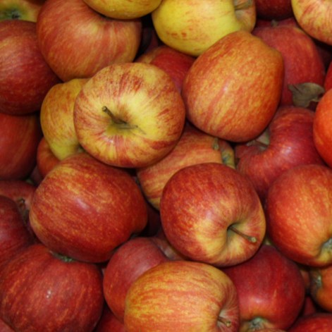 pomme Royal Gala, fruit du Val de Loire dans le verger collection du Val de Baule