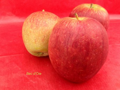 pomme variété bec d'oie des verger du Val de Loire, dans le Loiret près de Beaugency et Meung sur Loire en Région Centre.