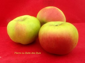pommes anciennes du val de Loire, la pome Belle des buis ou Pomme Pierre, par le verger collection du Val de Baule, dans le Loiret près de Beaugency et Meung sur Loire