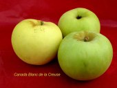 pomme-val-de-Loire-Canada-blanc-de-la-creuse pomme du verger collection du Val de Baule