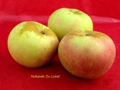 pomme-val-de-Loire-Hollande-du-Loiret pomme du verger collection du Val de Baule