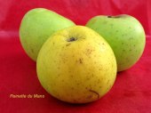 pomme-val-de-Loire-Reinette-du-mans pomme du verger collection du Val de Baule