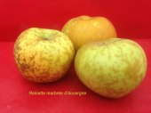 pomme-val-de-Loire-reinette-marbrée-auvergne pomme du verger collection du Val de Baule