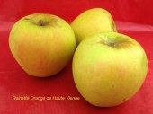pomme-val-de-Loire-Reinette-orange-de-haute-vienne pomme du verger collection du Val de Baule