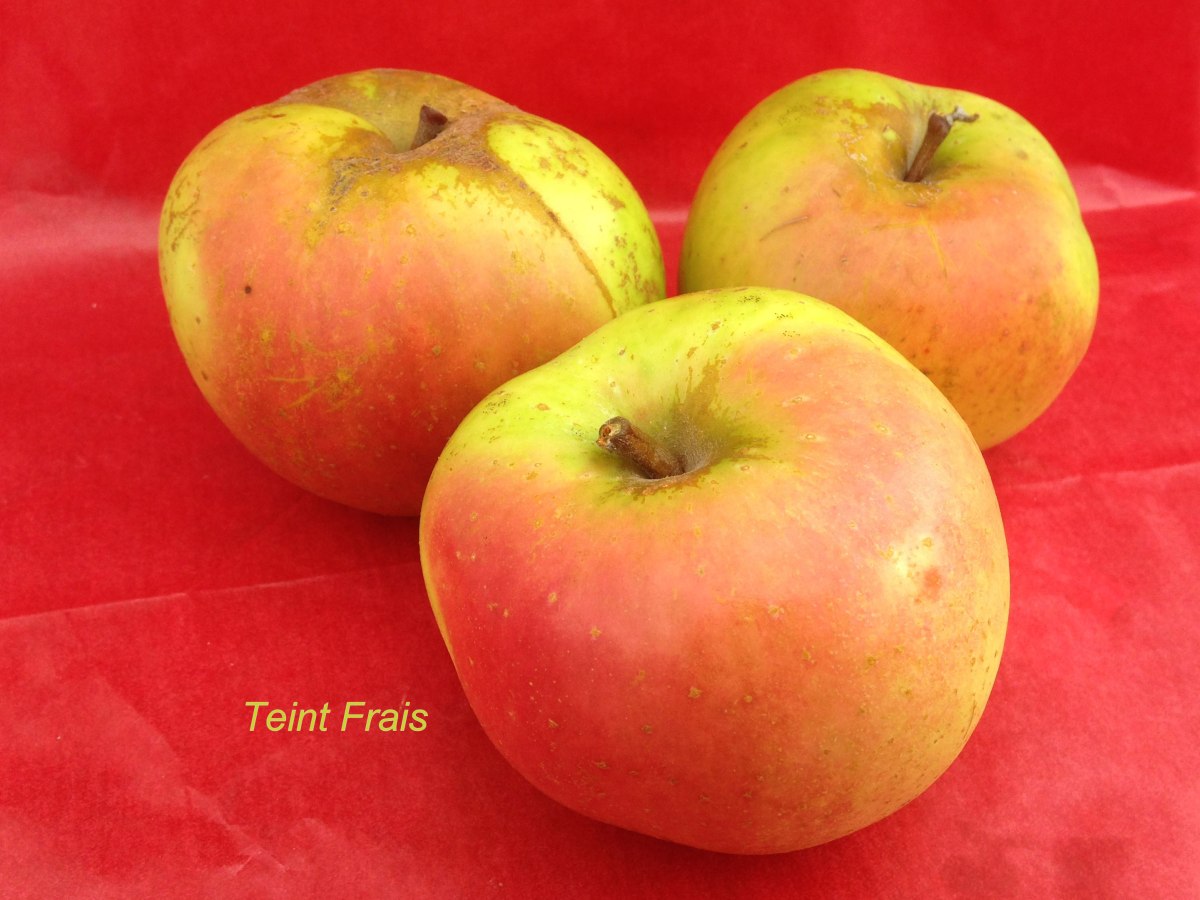 pomme teint frais du Val de Baule en Val de Loire