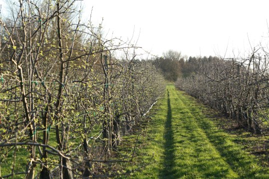 pommes-val-de-loire-verger-collection-2