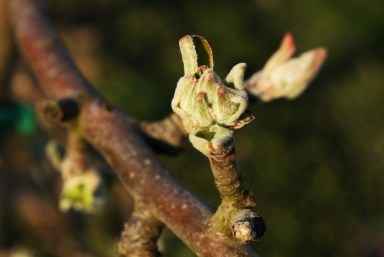 pommes-val-de-loire-verger-collection-bourgeon-1