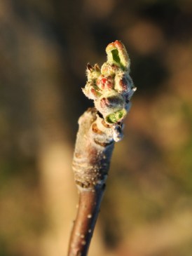 pommes-val-de-loire-verger-collection-bourgeon-2