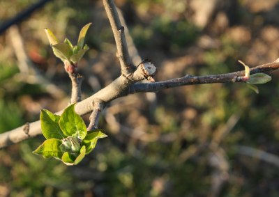 pommes-val-de-loire-verger-collection-bourgeon-5