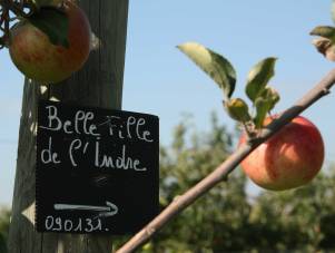 Pommes val de loire Belle fille de l'Indre, au verger collection en Val de Loire dans le Loiret, près de Beaugency et Meung sur Loire.