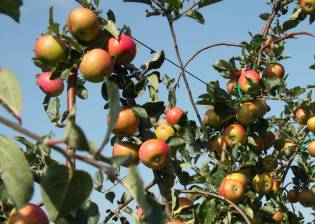 Pommes val de loire Belle fille de l'Indre, au verger collection en Val de Loire dans le Loiret, près de Beaugency et Meung sur Loire.