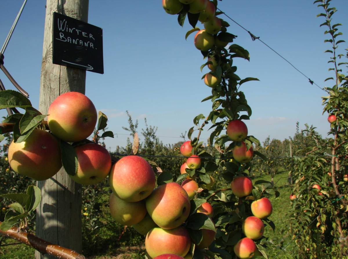 pomme winter banana verger collection du val de Baule