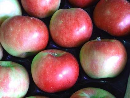 pomme Akane dans le verger collection du val de Baule dans le Loiret en Région Centre Val de Loire