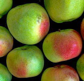Pomme du Val de Loire, la Transparente de Croncels dans le verger collection du Val de Baule
