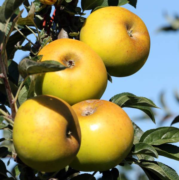 pomme reinette clochard du val de loire