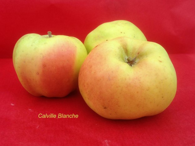 pomme-val-de-loire-calville-blanche