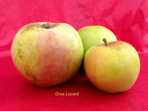 pomme Gros Locard du verger collection du val de Baule